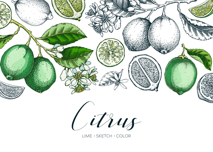 Lime fruit banner. Exotic plants design template. Citrus fruit sketches. Mixed media summer background. Hand drawn vector illustration. NOT AI generated